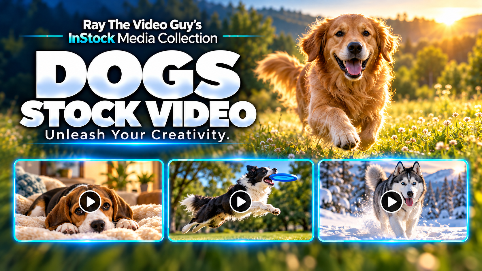 InStock Dogs 4K